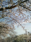 2010年_桜_大阪