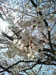 2010年_桜_大阪