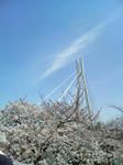2010年_桜_大阪