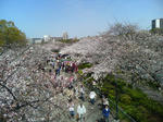 2010年_桜_大阪