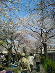 2010年_桜_大阪