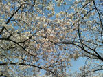 2010年_桜_大阪