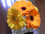 859554f1.JPG