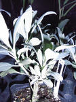 RIMG0973.JPG