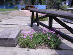RIMG1187.JPG