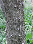 RIMG1241.JPG