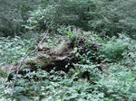 RIMG1243.JPG
