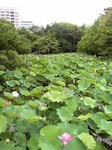 ハスの花