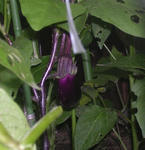 nasu