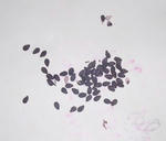 goma0831