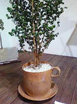 後藤様作、巨大コーヒーカップ型鉢植え