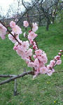 ume