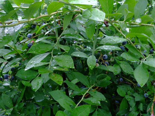 DSCF1869.JPG