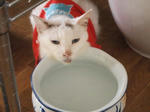 tama35.jpg