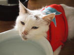 tama36.jpg