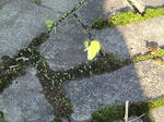DSC00160.JPG