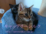 catterysilk.jpg
