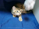 090623tigar01.jpg