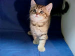 090623tigar03.jpg