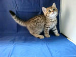 090623korisu03.jpg