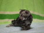 090911ash403.jpg
