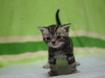 090911ash404.jpg
