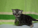 090911ash504.jpg