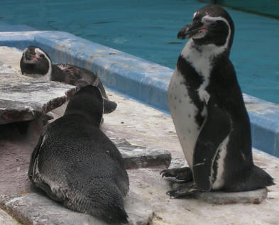 動物園にペンギンっているんだっけ？ｗ