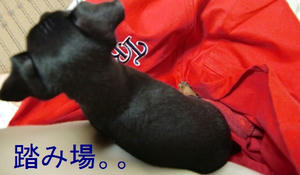 踏み場にしないで中に入ってよぅ