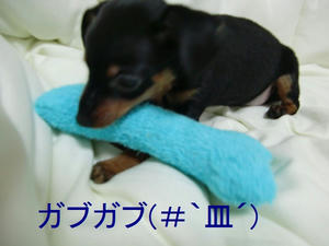 骨もどき投入！