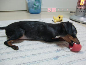 CIMG0343.JPG
