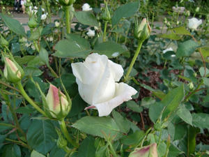 CIMG0964.JPG