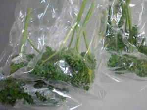 20080209mori.jpg