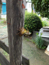 IMGP0952.jpg