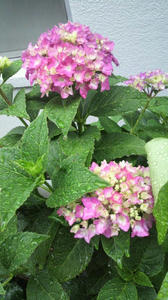 2010061414030000.jpg