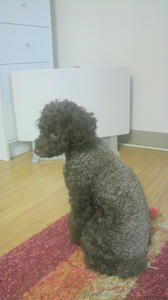 2010121706560001.jpg