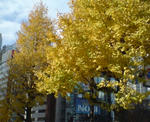銀杏