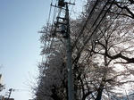 電柱桜