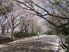 RIMG0632.JPG