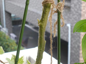 P1010038.JPG
