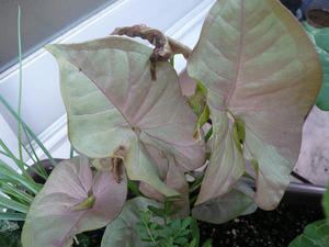 P1010169.JPG