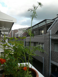 P1010164.JPG