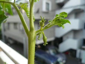 P1010161.JPG