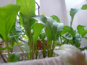 P1010307.jpg