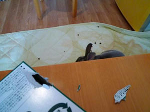 th_P1000784.jpg