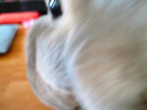 th_P1010238.jpg