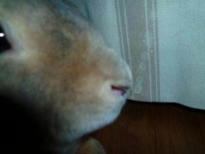 th_P1040447.jpg