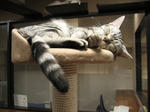 neko01.jpg