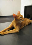 neko03.jpg