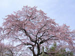 しだれ桜